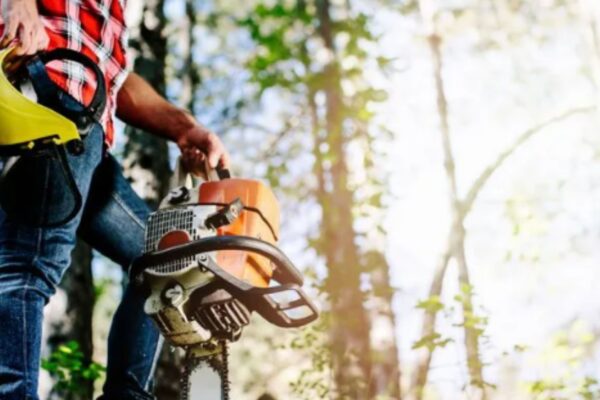 Your Complete Guide To Tree Stump Removal Service